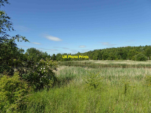Photo 6"x4" Hard to believe this was once a colliery spoil heap Cudworth Common\/SE3907 c2015