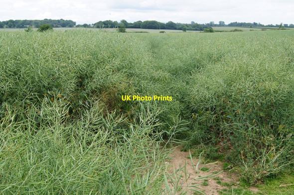 Photo 6"x4" Spot the footpath East Oakley c2015