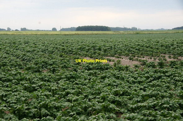 Photo 6"x4" Potatoes, Top Withins, Great Altcar Great Altcar c2015