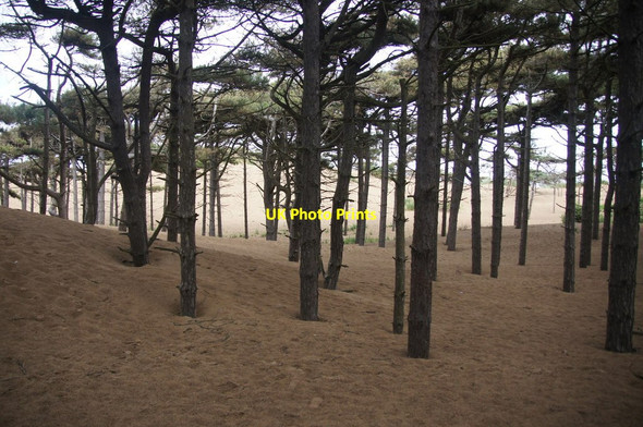 Photo 6"x4" Pines being engulfed by dunes, Wicks Lane, Formby Formby c2015