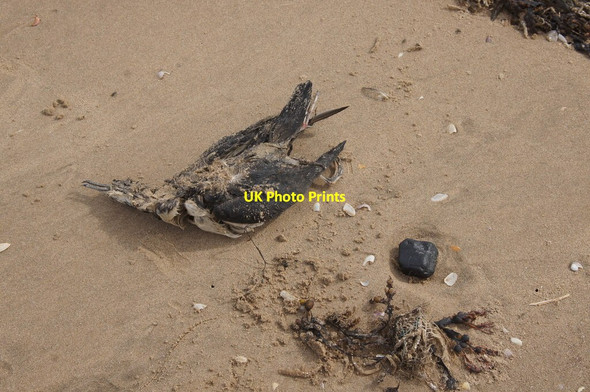 Photo 6"x4" Dead Manx Shearwater (Puffinus puffinus) on the tideline, Formby Point Formby c2015
