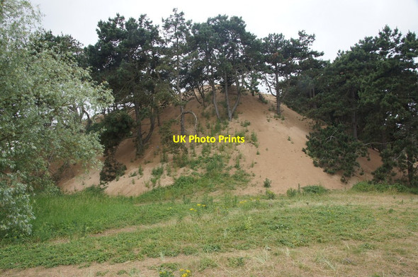 Photo 6"x4" Sand engulfing pines, Raven Meols Hills, Formby Formby c2015