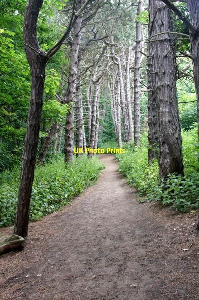 Photo 6"x4" Path through pinewoods near Albert Road, Formby Formby c2015