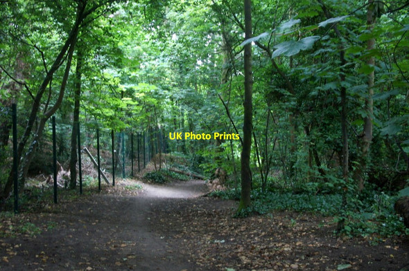 Photo 6"x4" Path through the woods near St Luke's Church Road, Formby Formby c2015