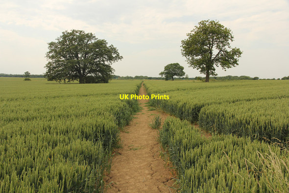 Photo 6"x4" Footpath to Halfway Houses Morton\/SK8863 c2015