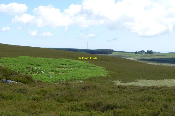 Photo 6"x4" Heather with bracken Hepburn c2015