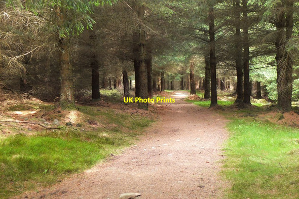 Photo 6"x4" Woodland path, Cardrona Forest Laverlaw c2015