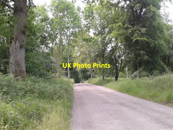 Photo 6"x4" The Grand Avenue in Savernake Forest The Warren\/SU2465 c2015