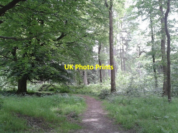 Photo 6"x4" Track into the forest from the Grand Avenue Stitchcombe c2015