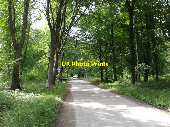 Photo 6"x4" On the Grand Avenue, in Savernake Forest, approaching the north end where it meets the A4 Forest Hill\/SU2068 c2015