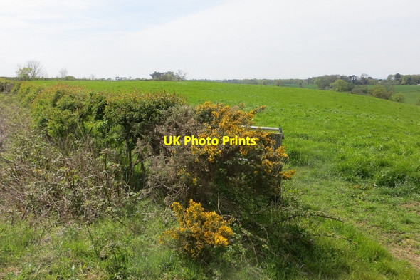 Photo 6"x4" Hedge near Morwick Gate Eastfield Hall c2015