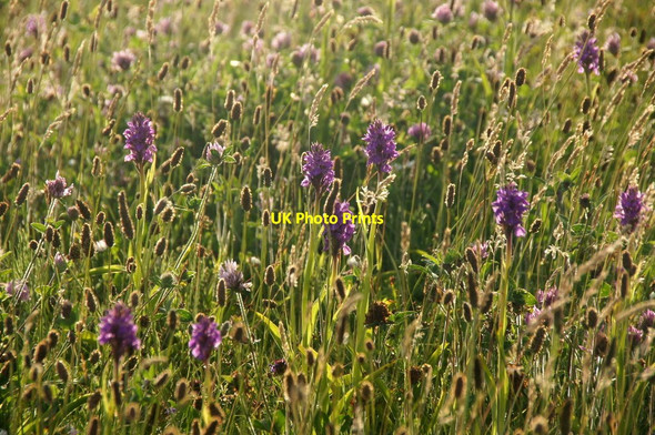 Photo 6"x4" Southern Marsh Orchids (Dactlyorhiza praetermissa), Waterloo Marine Lake Crosby\/SJ3198 c2015