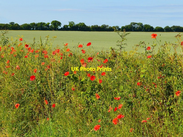 Photo 6"x4" Farmland, Benson, Oxfordshire Oakley Court c2015