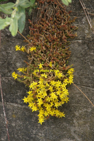 Photo 6"x4" Biting Stonecrop (Sedum acre), Queen's Jubilee Nature Trail, Birkdale Southport c2015
