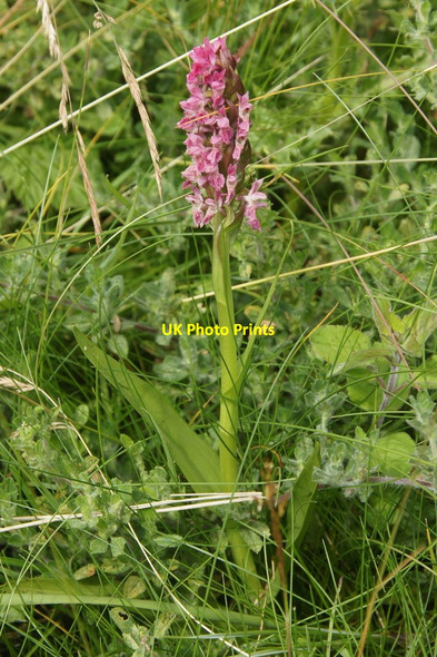 Photo 6"x4" Early Marsh Orchid (Dactylorhiza incarnata), Birkdale dunes Birkdale\/SD3315 c2015
