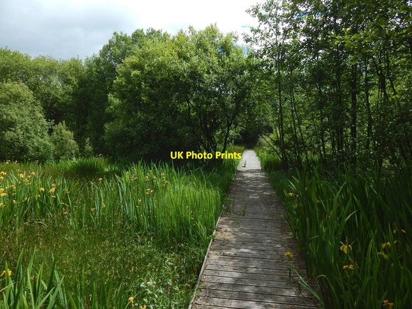 Photo 6"x4" Paisley Moss Local Nature Reserve Paisley c2015