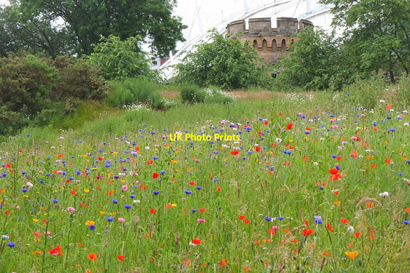 Photo 6"x4" Wild flowers in the verge, Holyrood Park Edinburgh c2015
