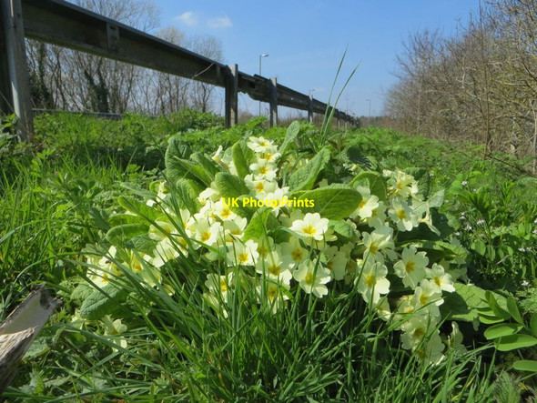 Photo 6"x4" Primroses by the Road Chilton\/SU4885 c2015