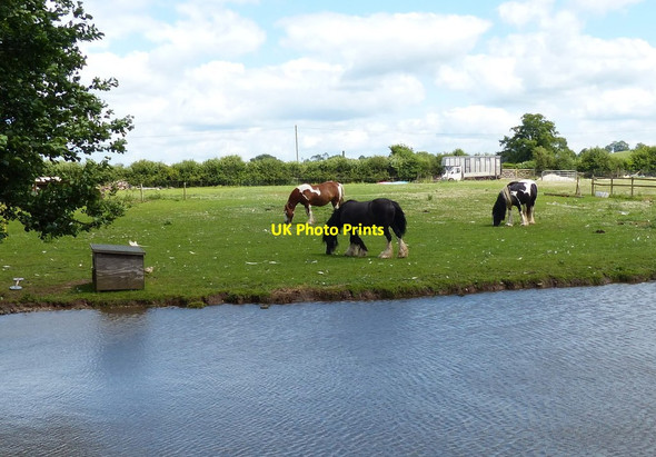 Photo 6"x4" Horses next to the Trent & Mersey Canal Little Ingestre c2015