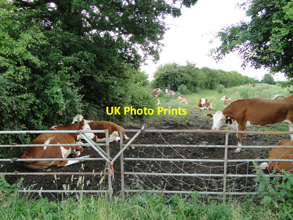 Photo 6"x4" Heifers keeping cool on a warm day in July Mileham c2015