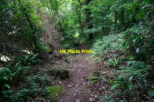 Photo 6"x4" Permissive path, Traine Wood Hollacombe Hill c2015