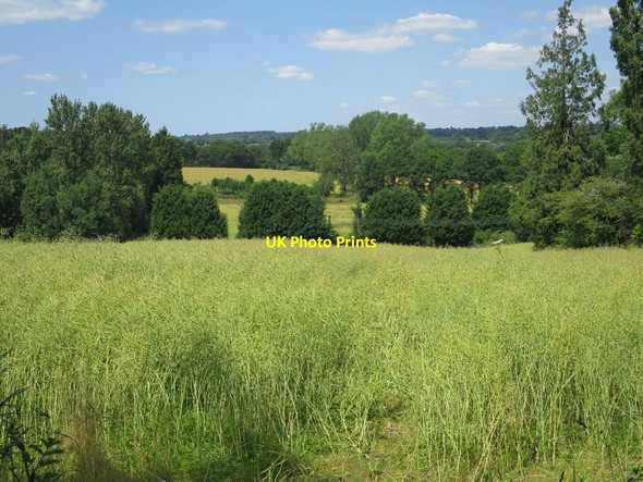 Photo 6"x4" Crop field by Water Lane Gun Green c2015