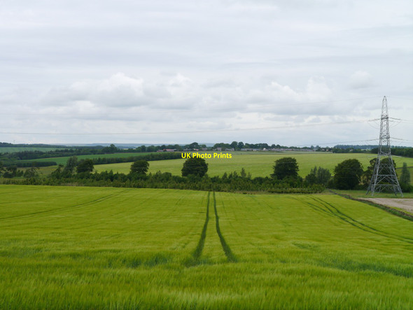 Photo 6"x4" Barley Near Lightfield Gordon\/NT6443 c2015