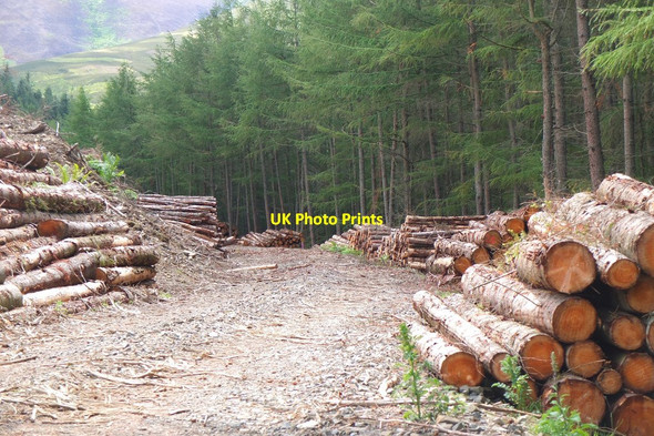 Photo 6"x4" Timber stacks, Cademuir Forest Bellanrigg c2015