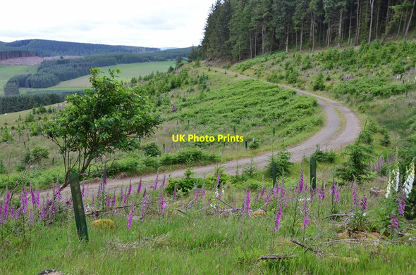 Photo 6"x4" Forest track below Penveny Hallyne c2015