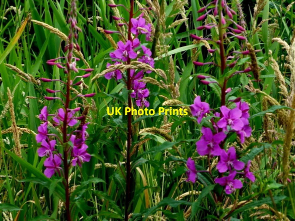 Photo 6"x4" Rosebay willowherb, Mullaghmore Omagh c2015