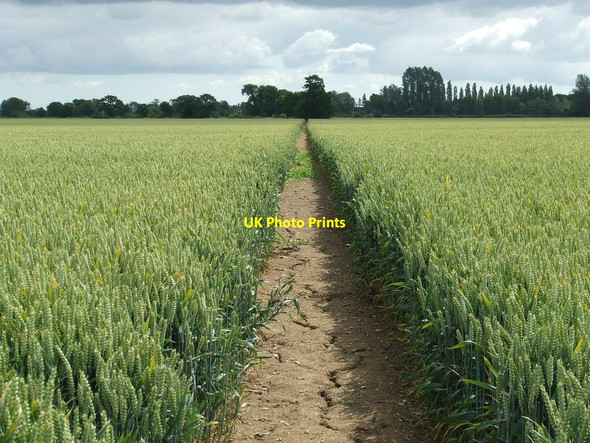 Photo 6"x4" Field Of Wheat Stone Street\/TM3882 c2015