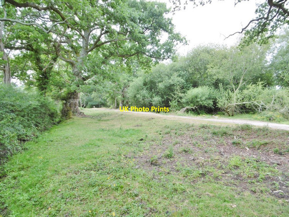Photo 6"x4" Bartley, common land Bartley c2015