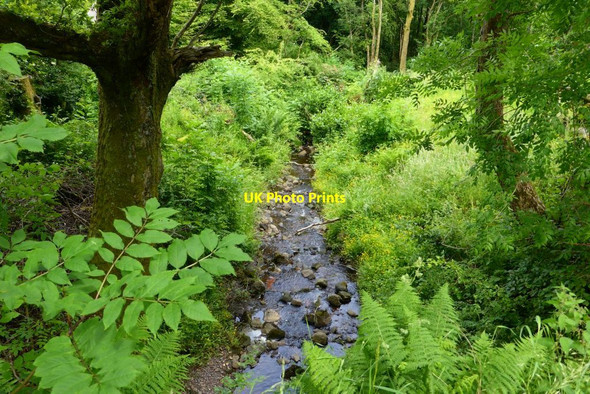 Photo 6"x4" Finniescroft Wood Lennoxtown c2015