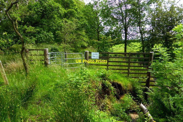 Photo 6"x4" Path to Torrance, Glenwhapple Lennoxtown c2015
