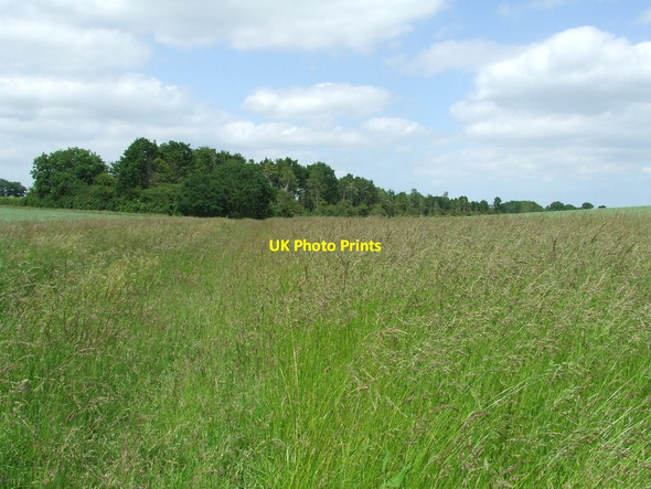 Photo 6"x4" Grass Meadow Ellough c2015