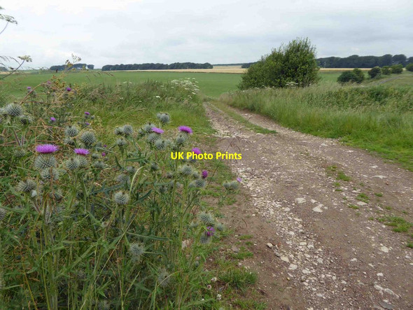 Photo 6"x4" Thistles alongside Green Lane byway Newhaven\/SK1660 c2015
