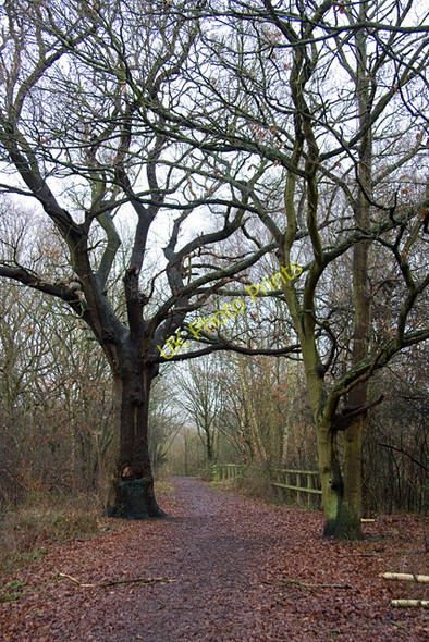 Photo 6"x4" Footpath Near Sanders Lane Hendon\/TQ2389 c2009