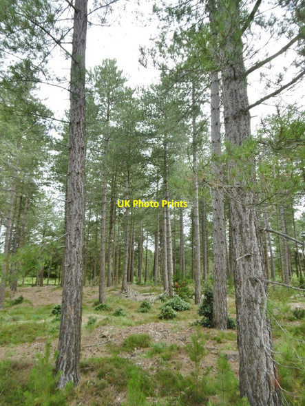 Photo 6"x4" Dibden Inclosure, conifers Applemore c2015