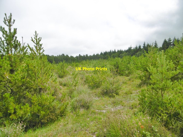 Photo 6"x4" Dibden Inclosure, young conifers Applemore c2015