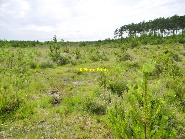 Photo 6"x4" Dibden Inclosure, clearing Applemore c2015