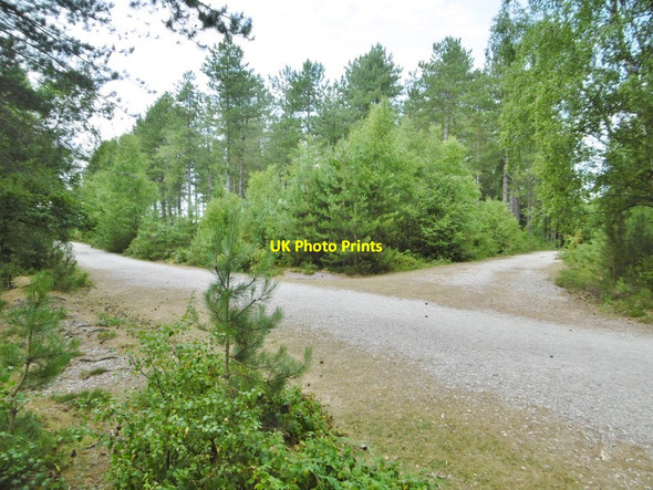 Photo 6"x4" Dibden Inclosure, forestry road junction Dibden Purlieu c2015