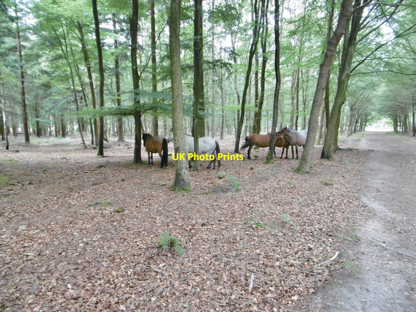 Photo 6"x4" Dibden Inclosure, ponies Dibden Purlieu c2015