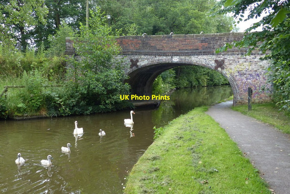 Photo 6"x4" Family of swans next to Old Road Bridge No 104 Barlaston c2015
