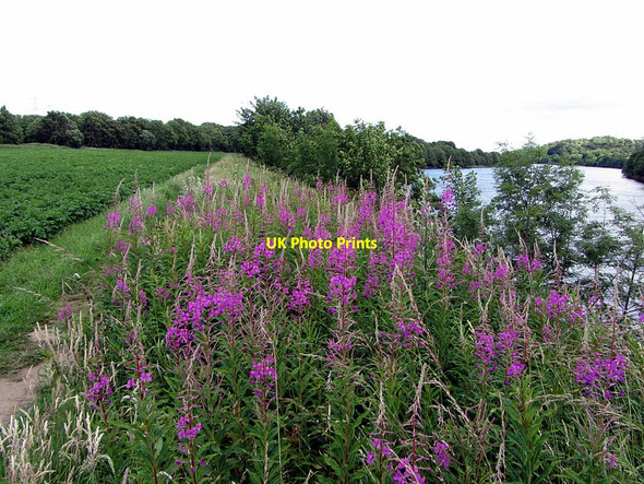 Photo 6"x4" Path along the River Tyne Ryton\/NZ1564 c2015