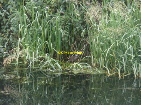 Photo 6"x4" Juvenile Moorhen Outwood\/ST3028 c2015
