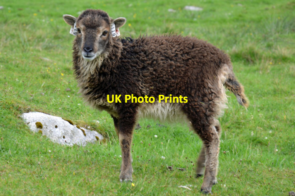 Photo 6"x4" Soay sheep on Hirta Oisebhal c2015