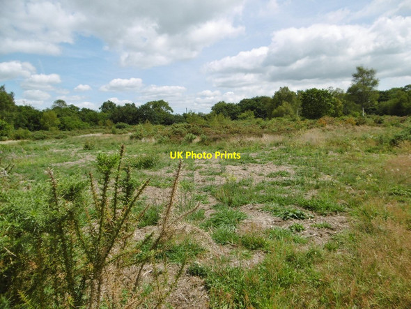 Photo 6"x4" Butts Ash, heathland Buttsash c2015