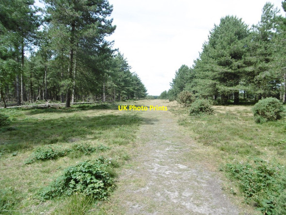Photo 6"x4" Fawley Inclosure, ride Buttsash c2015