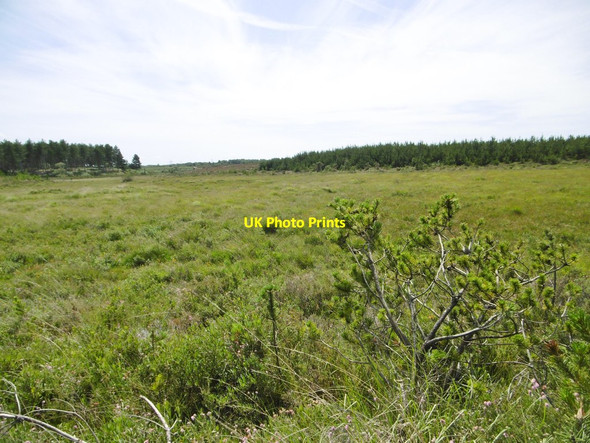 Photo 6"x4" Fawley Inclosure, Flash Pond Buttsash c2015