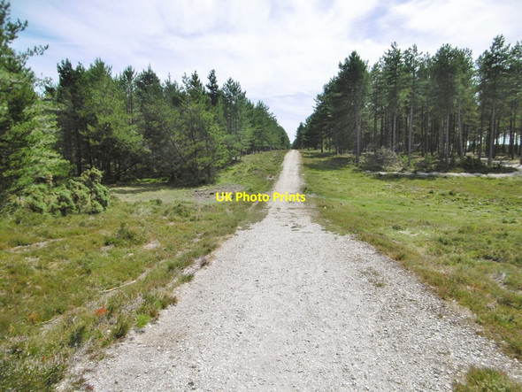 Photo 6"x4" Fawley Inclosure, forestry road Buttsash c2015